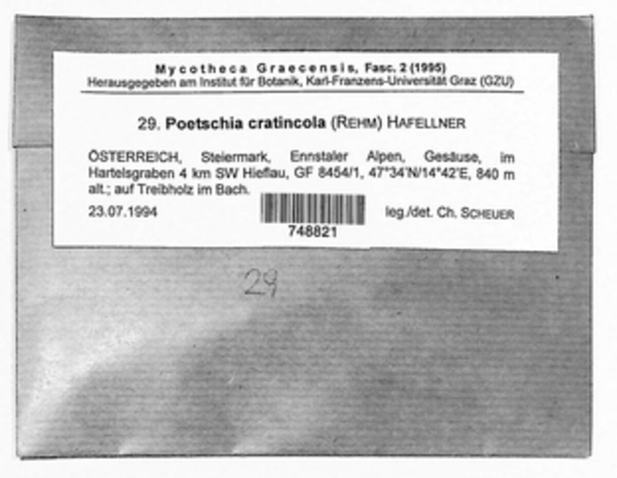 Poetschia image